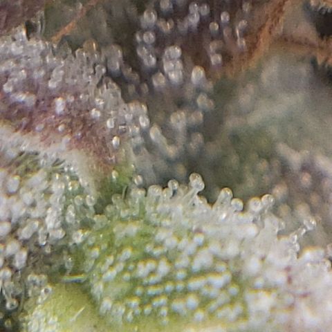 OG strain growlog timeline photo