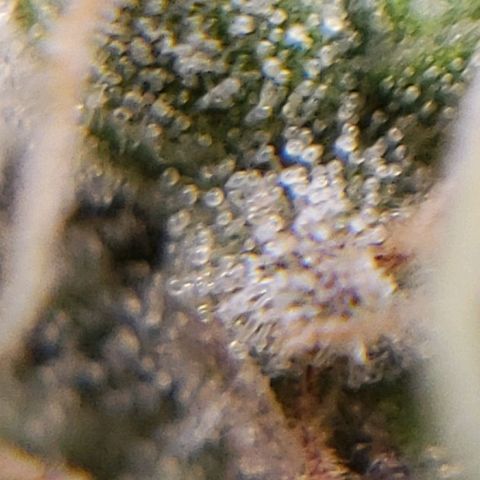 OG strain growlog photo: I see amber