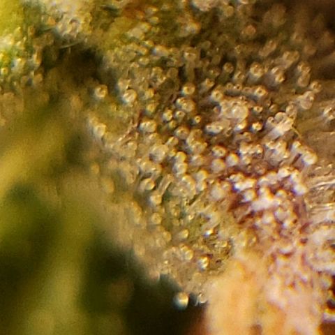 OG strain growlog photo: I see amber