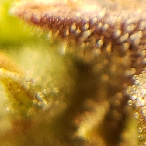OG strain growlog photo: I see amber