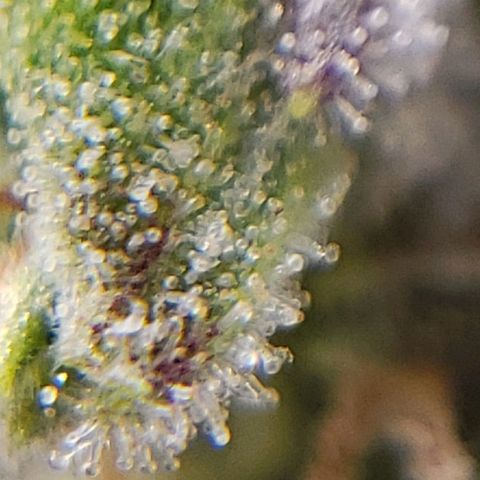 OG strain growlog photo: I see amber