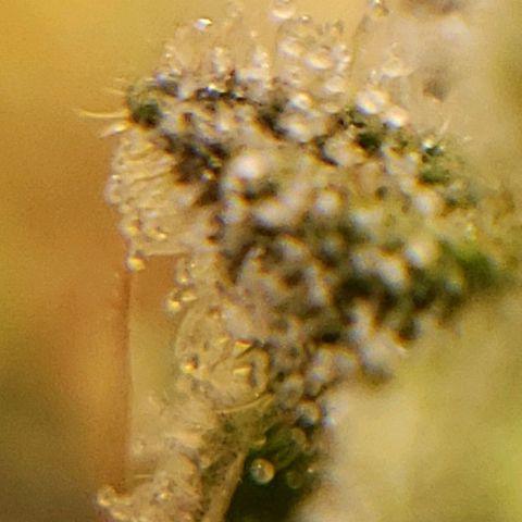 OG strain growlog photo: I see amber