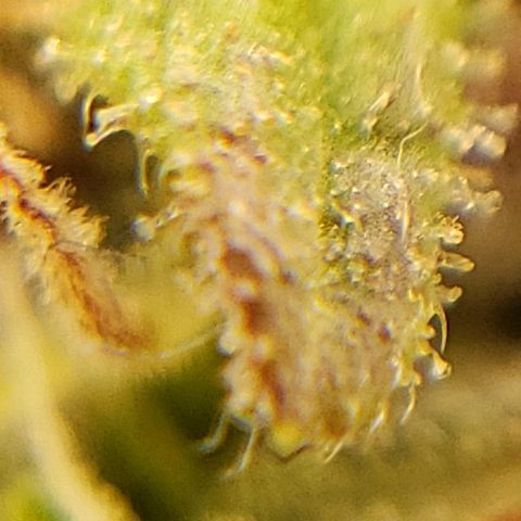 OG strain growlog photo: I see amber