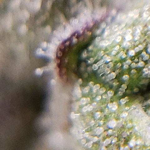 OG strain growlog photo: I see amber