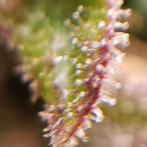OG strain growlog photo: I see amber