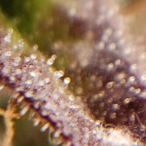 OG strain growlog photo: I see amber