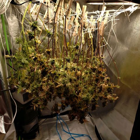 OG strain growlog timeline photo