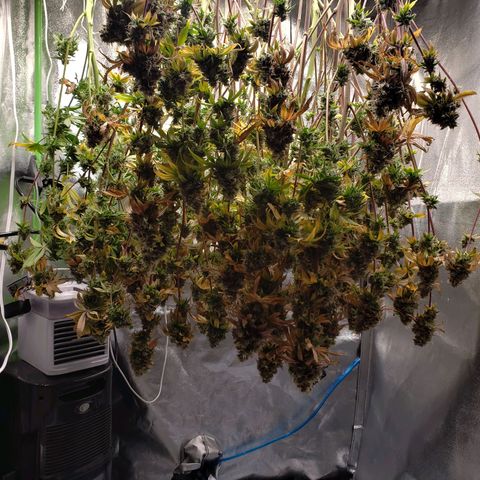 OG strain growlog timeline photo
