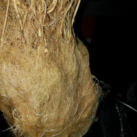 OG strain growlog timeline photo