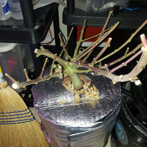 OG strain growlog timeline photo