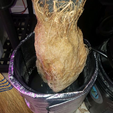 OG strain growlog timeline photo