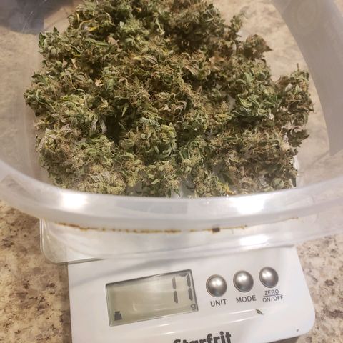 OG strain growlog timeline photo