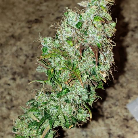 OG strain growlog timeline photo