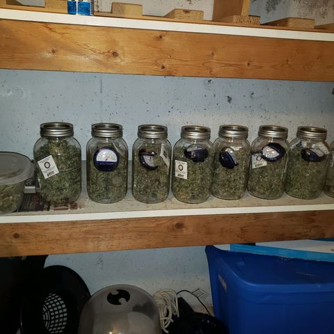 OG strain growlog timeline photo