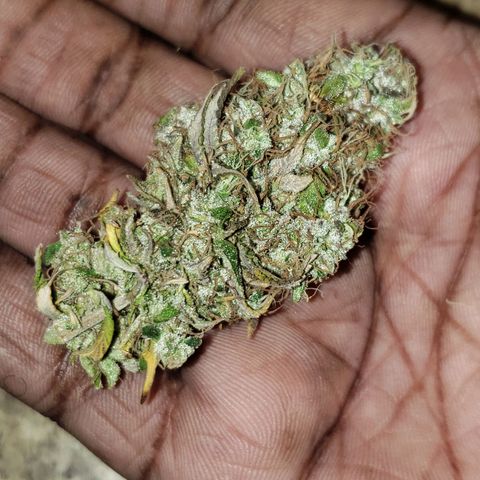 OG strain growlog timeline photo
