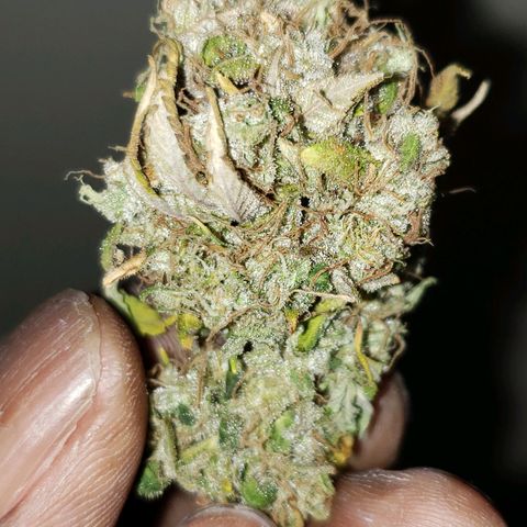 OG strain growlog timeline photo
