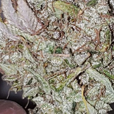 OG strain growlog timeline photo