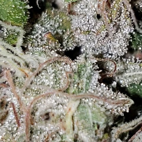 OG strain growlog timeline photo