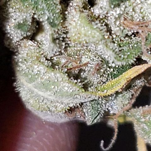 OG strain growlog timeline photo