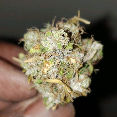 OG strain growlog timeline photo