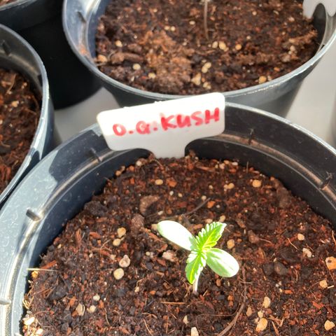 OG Kush growlog timeline photo