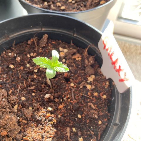 Galaxy growlog timeline photo