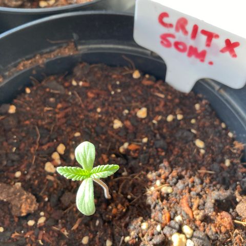 Critical x Somango growlog timeline photo