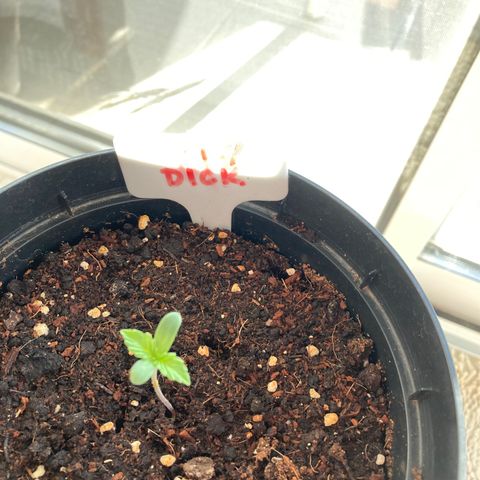 Moby Dick growlog timeline photo