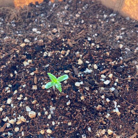 Girl Scout Cookies Auto growlog timeline photo