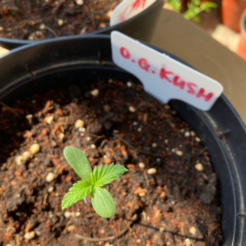 OG Kush growlog photo: Looking really good!