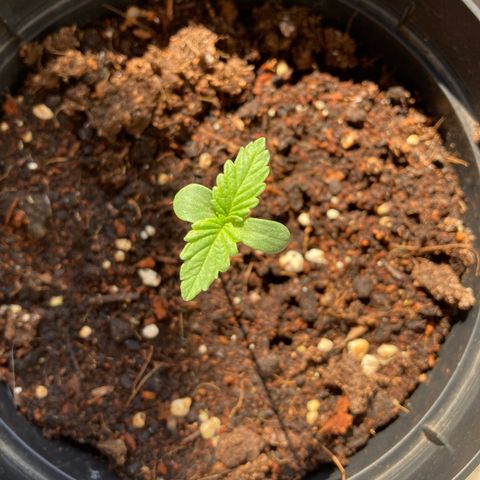 Galaxy growlog photo: Looking great!