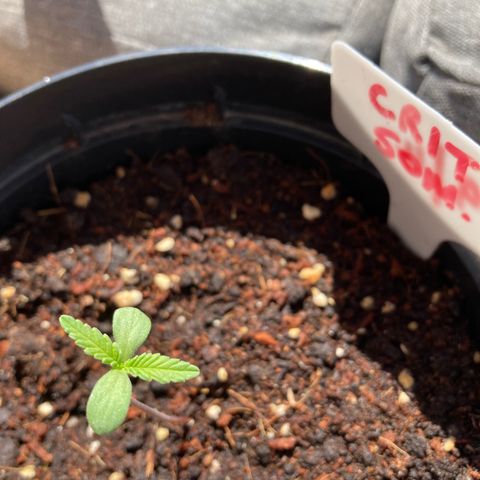 Critical x Somango growlog photo: Okay