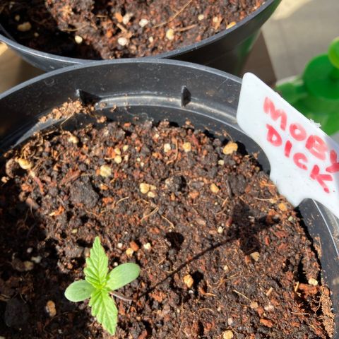 Moby Dick growlog photo: Nice