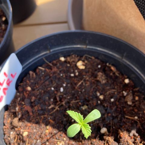 Mr. California Pearl growlog photo: Nice