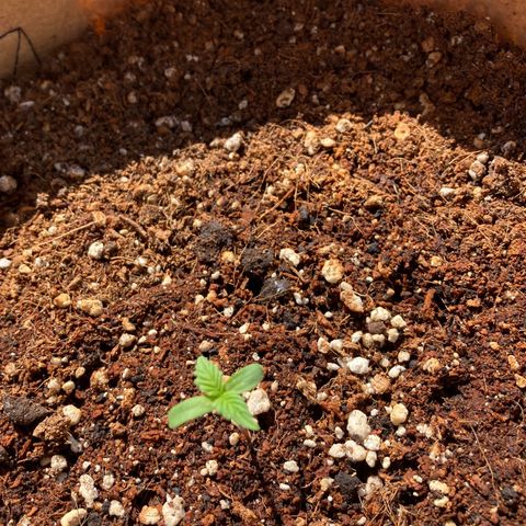 Girl Scout Cookies Auto growlog photo: Second smallest to Amnesia  