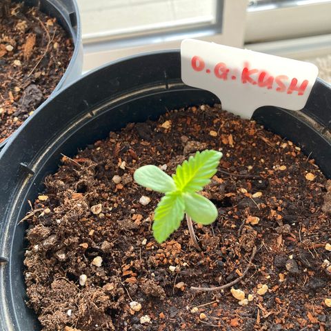 OG Kush growlog timeline photo
