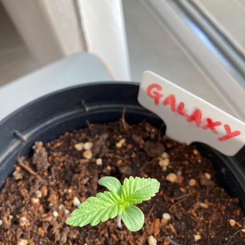 Galaxy growlog timeline photo