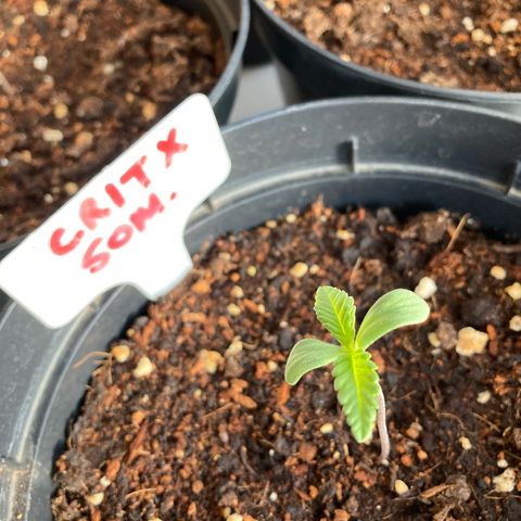 Critical x Somango growlog timeline photo