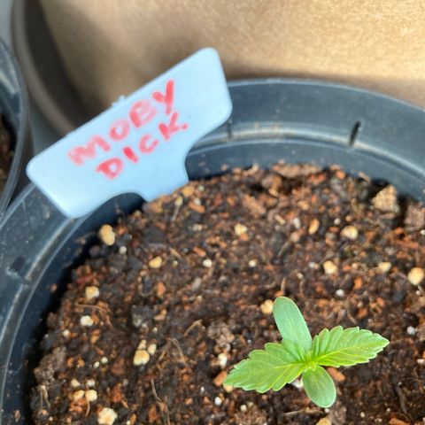 Moby Dick growlog timeline photo