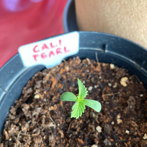 Mr. California Pearl growlog timeline photo