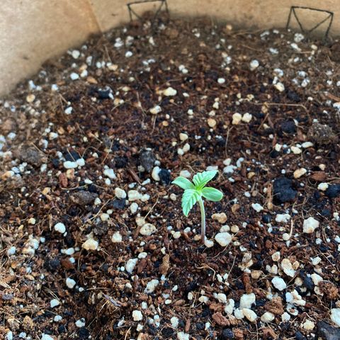 Girl Scout Cookies Auto growlog timeline photo