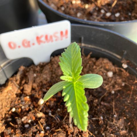 OG Kush growlog timeline photo