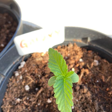 Galaxy growlog timeline photo