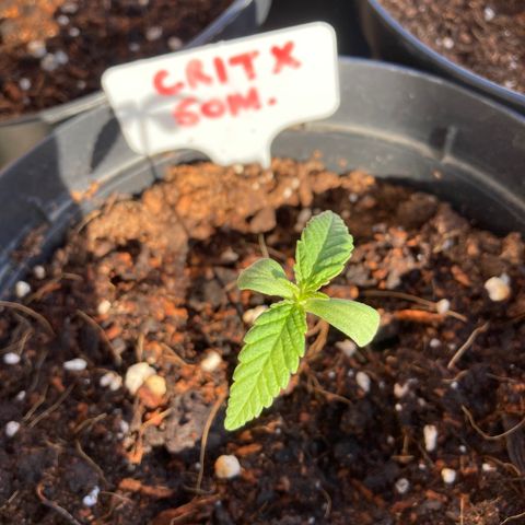 Critical x Somango growlog timeline photo