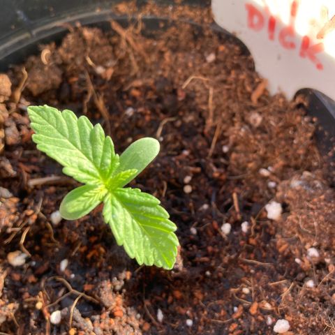 Moby Dick growlog timeline photo