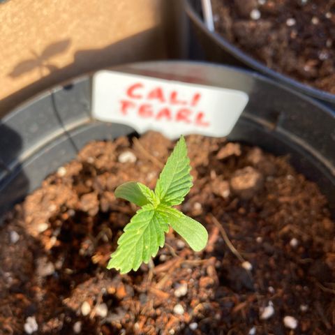 Mr. California Pearl growlog timeline photo