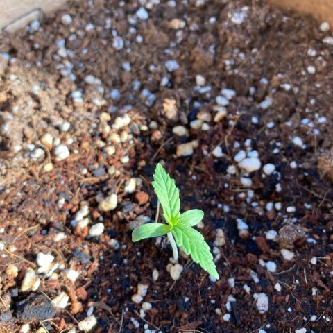 Girl Scout Cookies Auto growlog timeline photo