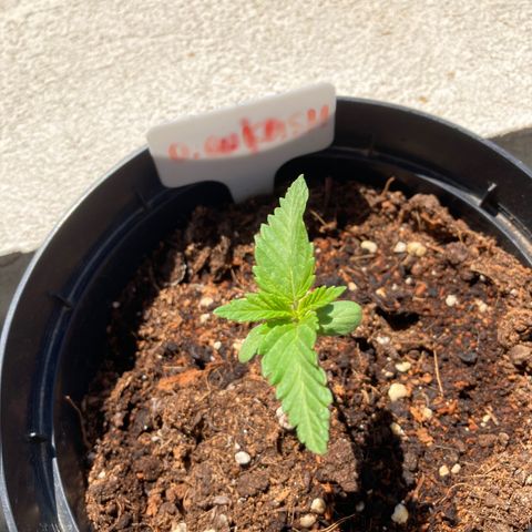 OG Kush growlog timeline photo
