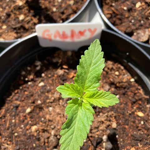 Galaxy growlog timeline photo