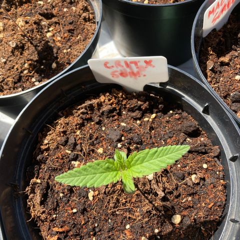 Critical x Somango growlog timeline photo